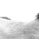 Schwöbel, Jutta: Pferderücken / die Farbe Grau