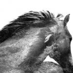 Schwöbel, Jutta: Pferdekopf / die Farbe Grau